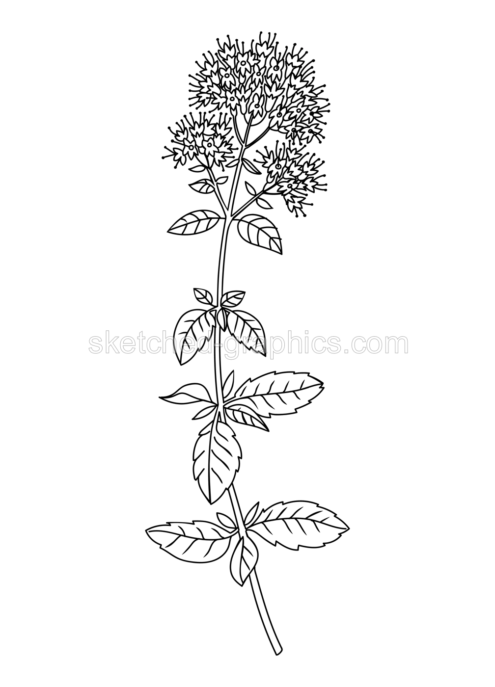 Mint flower and leaves line art illustration. Perfect for pattern, logo, posters, invitation and greeting card design. Hand drawn mint plant. Delicate summer drawing. Illustration